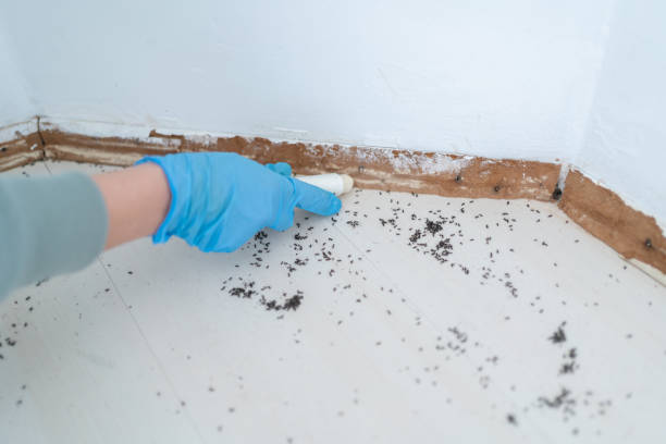 Reliable Grosse Pointe, MI Pest Control Solutions